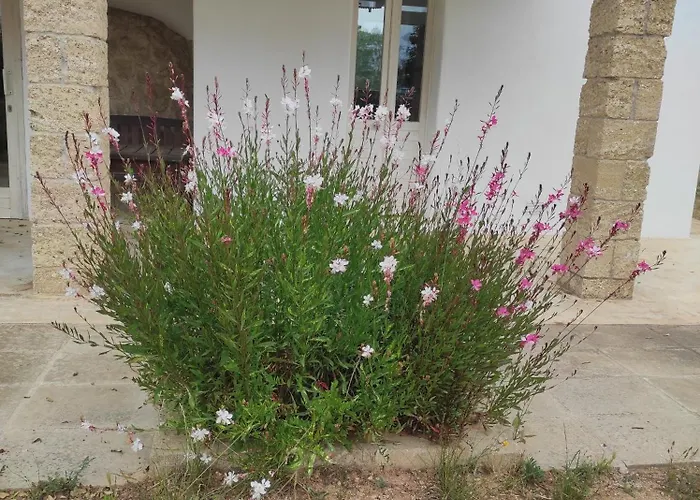 Trullo Contrada Specchi Appartamento Racale